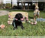 Small Photo #36 Labrador Retriever Puppy For Sale in MIAMI, FL, USA