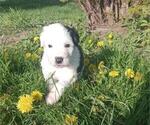 Puppy Tessa White Border Collie-Sheepadoodle Mix