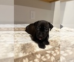 Puppy Brownie American Pit Bull Terrier-Labrador Retriever Mix