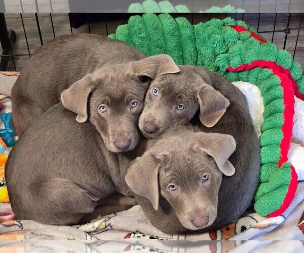 Medium Photo #1 Labrador Retriever Puppy For Sale in Sequim, WA, USA