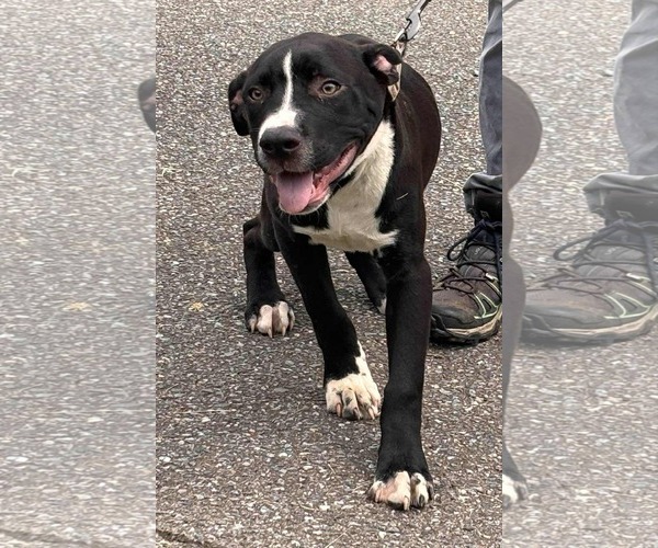 Medium Photo #3 American Pit Bull Terrier Puppy For Sale in Rustburg, VA, USA