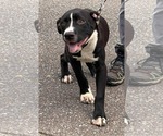 Small #2 American Pit Bull Terrier