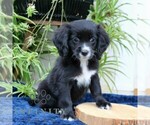 Small #3 Cavalier King Charles Spaniel-Goldendoodle Mix