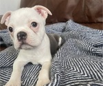 Small Photo #10 Boston Terrier Puppy For Sale in NEWBURY, MA, USA