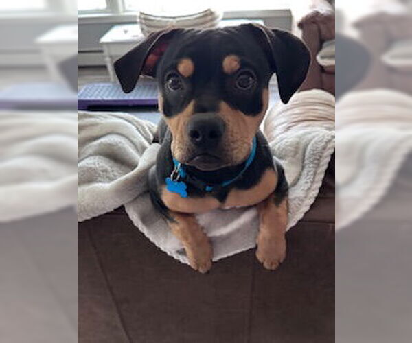 Medium Photo #3 Mutt Puppy For Sale in Plainfield, IL, USA