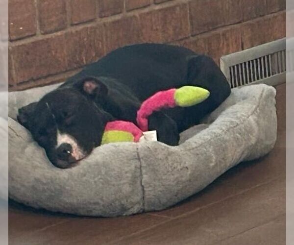 Medium Photo #16 American Pit Bull Terrier-Labrador Retriever Mix Puppy For Sale in OKLAHOMA CITY, OK, USA