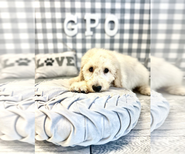 Medium Photo #3 Australian Cattle Dog-Poodle (Standard) Mix Puppy For Sale in MARIETTA, GA, USA