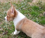 Small Photo #7 Pembroke Welsh Corgi Puppy For Sale in BEULAVILLE, NC, USA