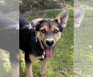 Bryce - Female Rottweiler Dog for Adoption - Photo #2