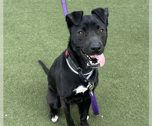 Medium Photo #3 Mutt Puppy For Sale in Martinez, CA, USA