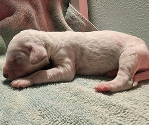 Medium Poodle (Standard)