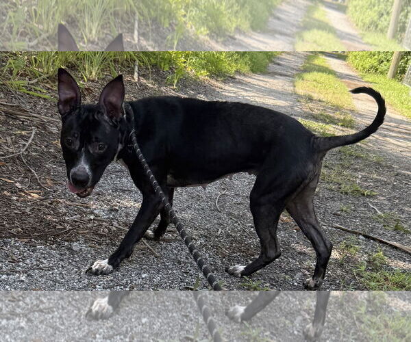 Medium Photo #1 Basenji-Unknown Mix Puppy For Sale in Sanford, FL, USA