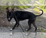 Small #1 Basenji Mix