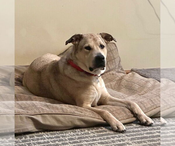 Medium Photo #10 Anatolian Shepherd-Unknown Mix Puppy For Sale in Canton, CT, USA