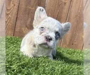 French Bulldog Dog for Adoption in SAN MATEO, California USA