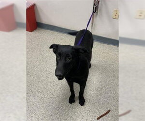 Labrador Retriever-Unknown Mix Dogs for adoption in Visalia, CA, USA