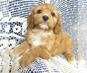Cavapoo Puppy for sale in NORWOOD, MO, USA