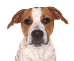 Small Beagle-English Springer Spaniel Mix