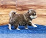 Small #1 Pomsky