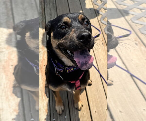 Medium Photo #7 Mutt Puppy For Sale in Sykesville, MD, USA