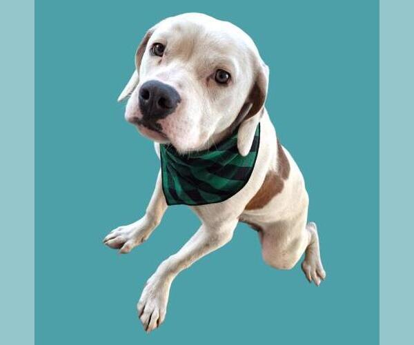 Medium Photo #1 Mutt Puppy For Sale in Bakersfield, CA, USA