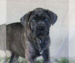 Small Photo #1 Cane Corso Puppy For Sale in EAST EARL, PA, USA