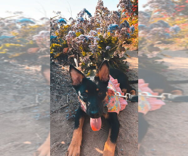 Medium Photo #3 German Shepherd Dog-Unknown Mix Puppy For Sale in San Diego, CA, USA