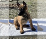 Puppy Puppy 3 Belgian Malinois