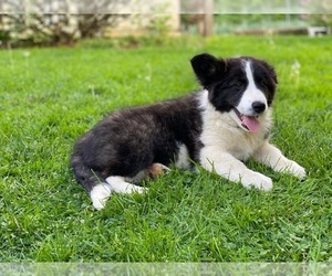 Border Collie-Unknown Mix Puppy for sale in LANCASTER, PA, USA