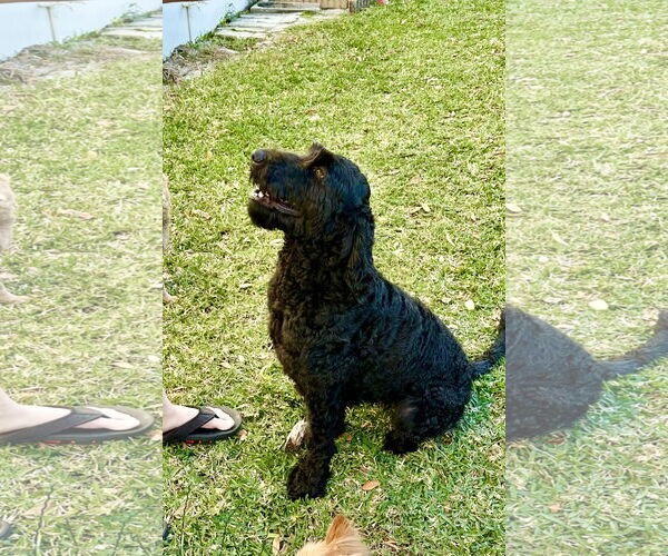 Medium Photo #2 Poodle (Standard) Puppy For Sale in Valrico, FL, USA