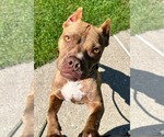 Small #5 American Pit Bull Terrier Mix