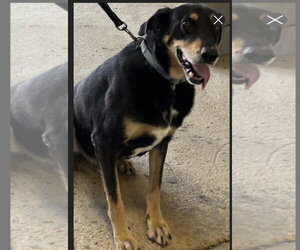 German Shepherd Dog Dogs for adoption in Southbury, CT, USA