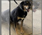 Timothy - Male German Shepherd Dog Dog for Adoption - Small photo