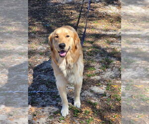 Father of the Golden Retriever puppies born on 02/18/2026