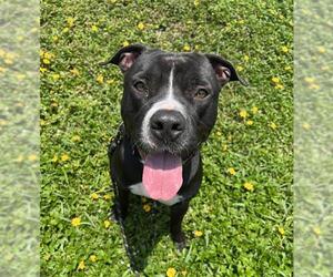 American Staffordshire Terrier-Unknown Mix Dogs for adoption in Fort Lauderdale, FL, USA