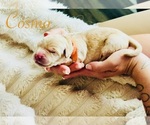 Puppy Cosmo Golden Retriever