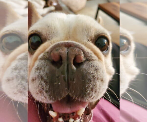 Medium Photo #1 French Bulldog Puppy For Sale in St. Louis Park, MN, USA