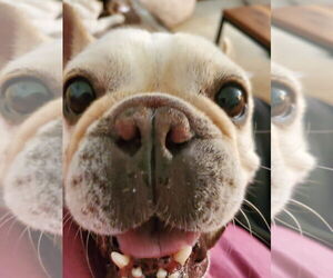 French Bulldog Dogs for adoption in St. Louis Park, MN, USA
