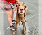 Small #11 Great Dane Mix