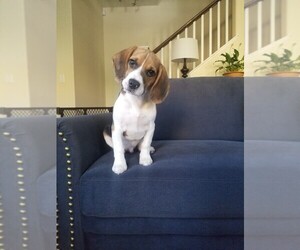 Beagle Puppy for sale in SANTA CLARITA, CA, USA