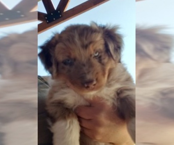 Medium Photo #1 Australian Shepherd Puppy For Sale in CAMDEN, OH, USA