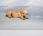 Small Photo #13 Golden Retriever Puppy For Sale in BLACK FOREST, CO, USA