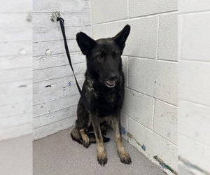 German Shepherd Dog Dogs for adoption in San Bernardino, CA, USA