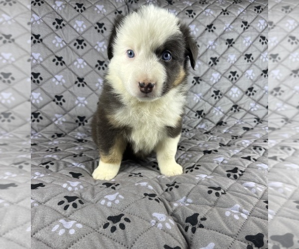 Medium Photo #67 Australian Shepherd Puppy For Sale in SALISBURY, NC, USA