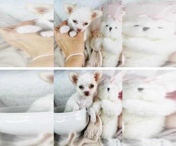 Medium Photo #17 Chihuahua Puppy For Sale in DACULA, GA, USA