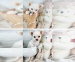 Small Photo #17 Chihuahua Puppy For Sale in DACULA, GA, USA