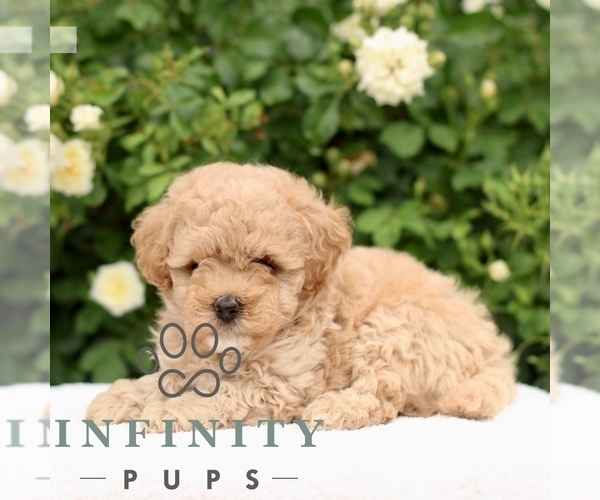 Medium Photo #3 Poodle (Toy) Puppy For Sale in PARADISE, PA, USA