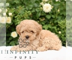 Small #2 Poodle (Toy)