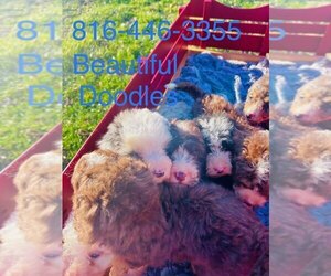 Bernedoodle-Doodle Mix Puppy for sale in BLUE SPRINGS, MO, USA