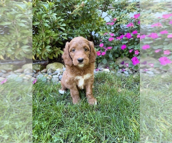 Medium Photo #6 Goldendoodle Puppy For Sale in EASTON, MA, USA